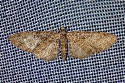 <i>Eupithecia abbreviata</i>