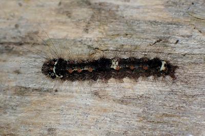 <i>Wittia sororcula</i>