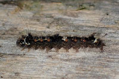 <i>Wittia sororcula</i>