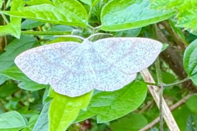 <i>Cabera exanthemata</i>