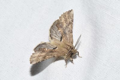 <i>Pterostoma palpina</i>