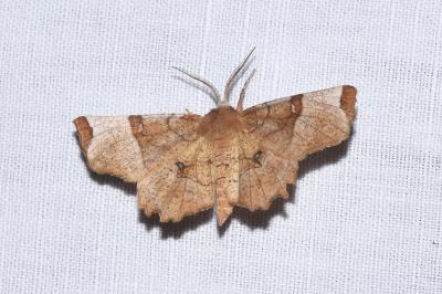 <i>Selenia lunularia</i>