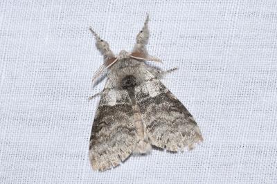 <i>Calliteara pudibunda</i>