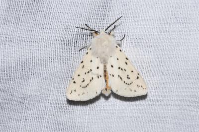 <i>Spilosoma lubricipeda</i>