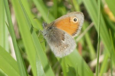 <i>Coenonympha pamphilus</i>