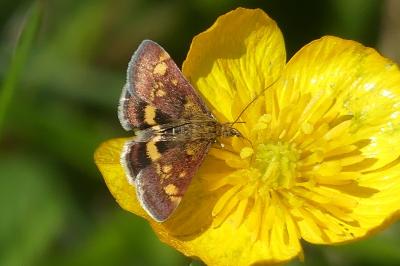 <i>Pyrausta aurata</i>
