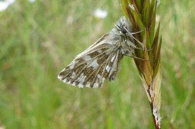 <i>Pyrgus malvae</i>