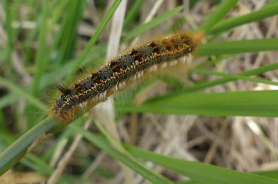 <i>Euthrix potatoria</i>