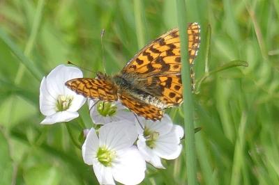 <i>Boloria dia</i>
