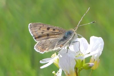 <i>Lycaena tityrus</i>