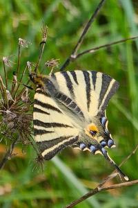 <i>Iphiclides podalirius</i>