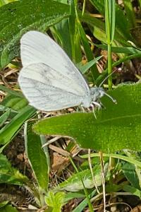<i>Leptidea sinapis</i>