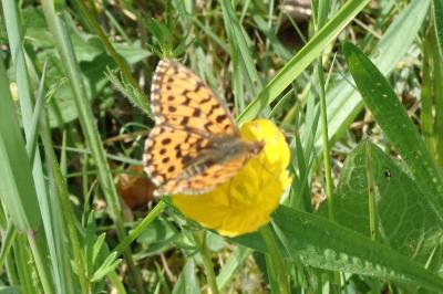 <i>Boloria dia</i>