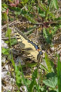 <i>Papilio machaon</i>