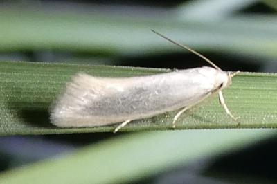 <i>Elachista argentella</i>
