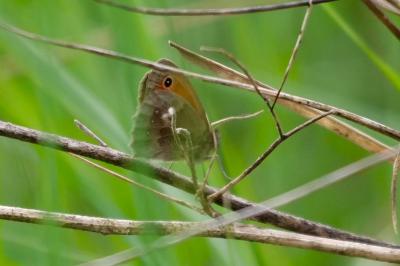 <i>Coenonympha pamphilus</i>