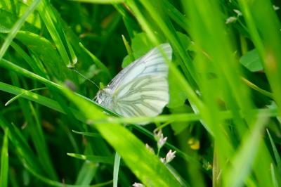<i>Pieris napi</i>
