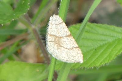 <i>Adactylotis contaminaria</i>