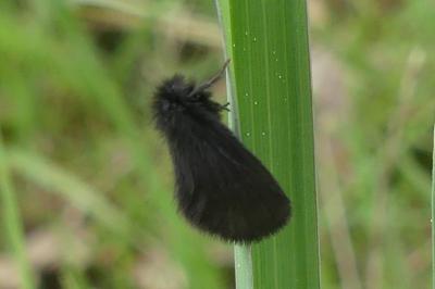 <i>Epichnopterix plumella/sieboldii</i>