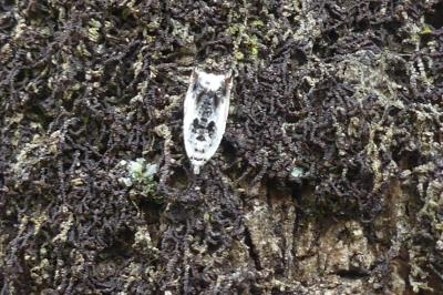 <i>Ancylis laetana</i>
