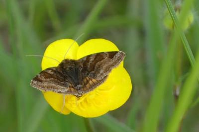 <i>Euclidia glyphica</i>