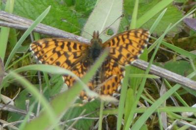 <i>Boloria dia</i>