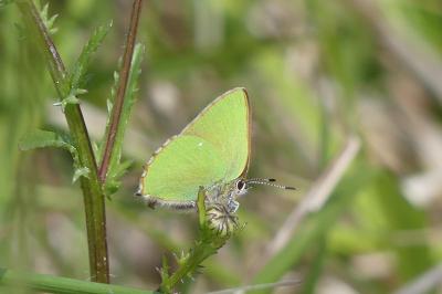 <i>Callophrys rubi</i>