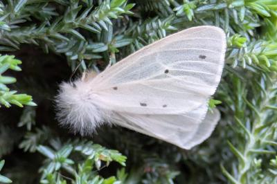 <i>Diaphora mendica</i>