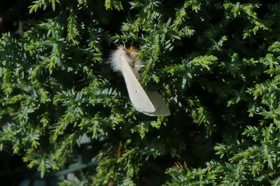 <i>Diaphora mendica</i>