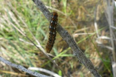 <i>Trichiura crataegi</i>