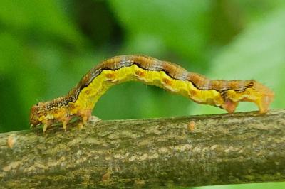 <i>Erannis defoliaria</i>