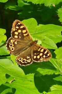 <i>Pararge aegeria</i>