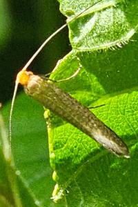 <i>Nematopogon</i>