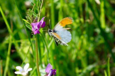 <i>Anthocharis cardamines</i>