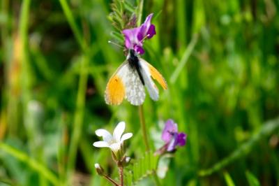 <i>Anthocharis cardamines</i>