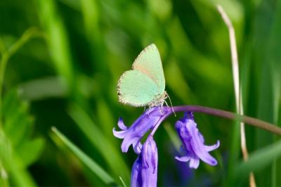 <i>Callophrys rubi</i>