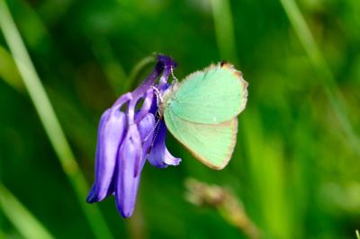 <i>Callophrys rubi</i>