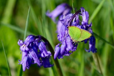 <i>Callophrys rubi</i>
