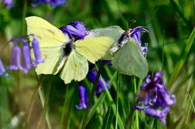 <i>Gonepteryx rhamni</i>