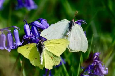 <i>Gonepteryx rhamni</i>