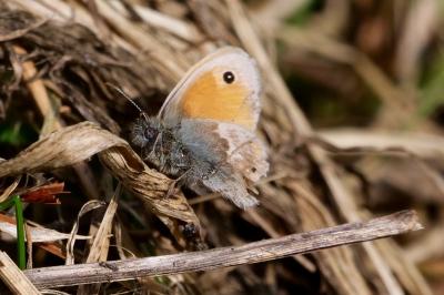 <i>Coenonympha pamphilus</i>