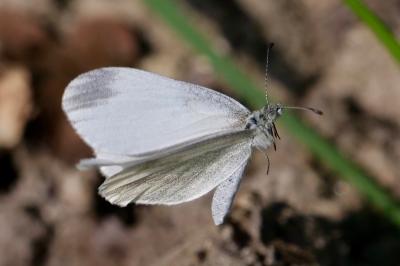 <i>Leptidea sinapis</i>