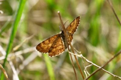 <i>Ematurga atomaria</i>