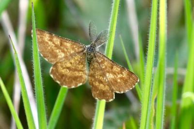<i>Ematurga atomaria</i>