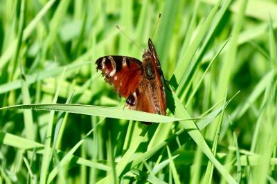 <i>Aglais io</i>