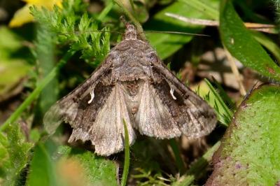 <i>Autographa gamma</i>