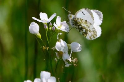 <i>Anthocharis cardamines</i>