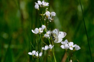<i>Anthocharis cardamines</i>
