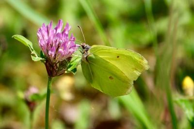 <i>Gonepteryx rhamni</i>