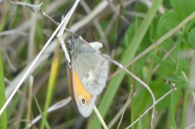 <i>Coenonympha pamphilus</i>